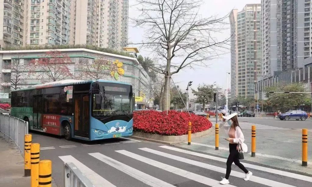日踩刹车200多次,深圳巴士驾驶员已形成斑马线“肌肉记忆”(图1) 图片